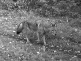 Coyote092609_0721hrs